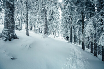 A magical frosty day in a snowy forest through which a tourist travels. Carpathian mountains, Ukraine, Europe.