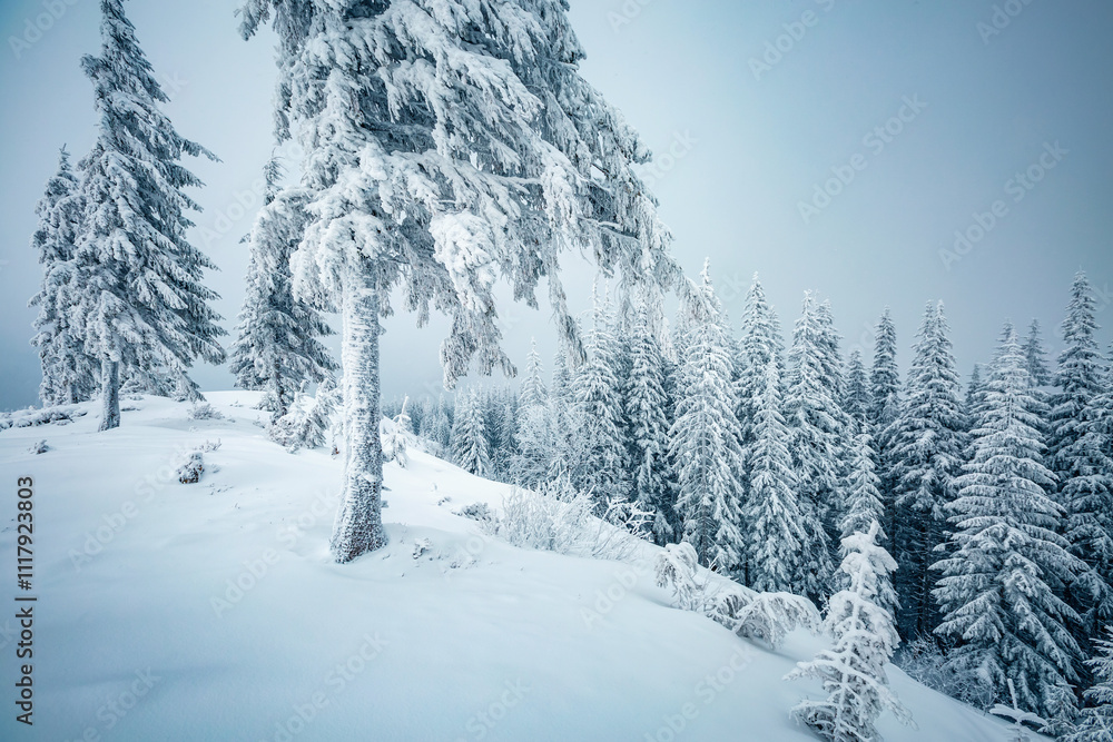 Poster tranquil winter scene of a coniferous forest with frosted christmas trees on a gloomy foggy day. pho