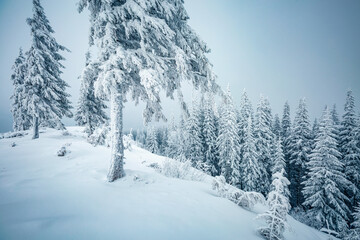 Fototapeta premium Tranquil winter scene of a coniferous forest with frosted Christmas trees on a gloomy foggy day. Photo wallpapers.