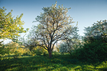 Blooming apple orchard and green grove with dandelions on a sunny day. Photo wallpaper.