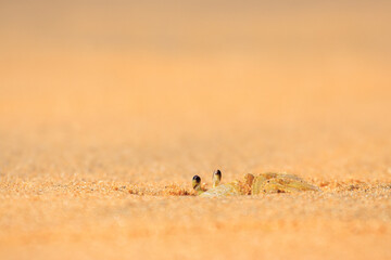 Atlantic ghost crab (Ocypode quadrata)  hides in a hole it dug, beach of French Guiana.