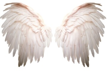 Large, ethereal angel wings with delicate, translucent feathers, capturing the light beautifully. The wings are spread wide, creating a sense of grace and serenity