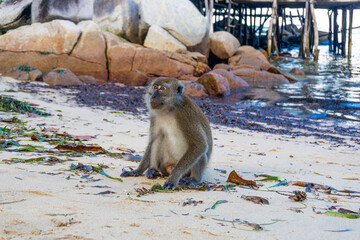 Monkeys on the beach in bintan islands, beach monkeys in bintan area eating snacks given by tourists