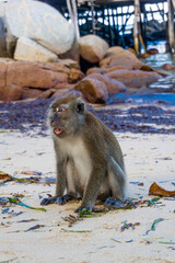 Monkeys on the beach in bintan islands, beach monkeys in bintan area eating snacks given by tourists