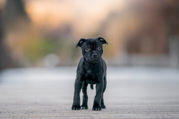 portrait of a dog black puppy staffordshire bull terrier 