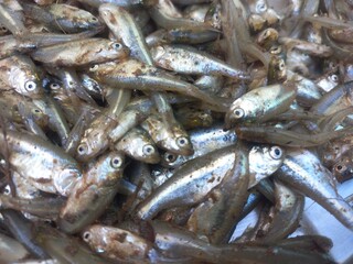 Haldi namak ka mishran kiya hua  choti machli,fresh pond small fish of steel pot,Lots of small fish in steel pot