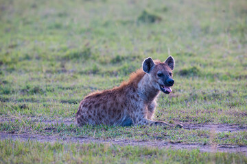 spotted hyena in the savannah