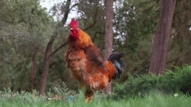 Rooster on grass in farmyard, flapping its wings against the backdrop of trees in rural area. Agriculture and bird concept