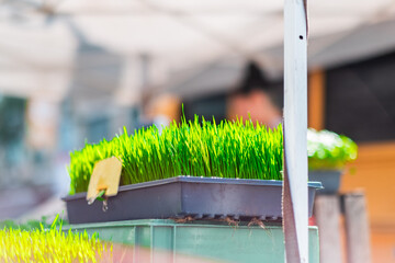 Close-Up of Vibrant Green Sprouts in Tray at Outdoor Market on Sunny Day Evoking Freshness and...