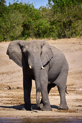 Fototapeta premium Majestic giants roaming the wilds of Chobe Witnessing the grace and power of these incredible creatures in their natural habitat is a memory that will last a lifetime