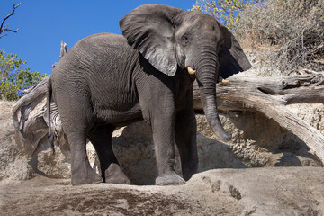 Fototapeta premium Majestic giants roaming the wilds of Chobe Witnessing the grace and power of these incredible creatures in their natural habitat is a memory that will last a lifetime
