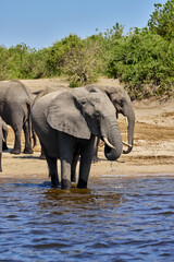 Naklejka premium Majestic giants roaming the wilds of Chobe Witnessing the grace and power of these incredible creatures in their natural habitat is a memory that will last a lifetime