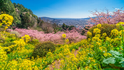 松田町の丘の上に咲く春の花々と足柄平野の景色【神奈川県】