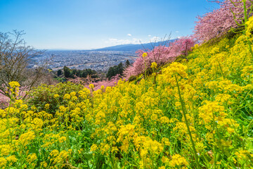 松田町の丘の上に咲く春の花々と足柄平野の景色【神奈川県】