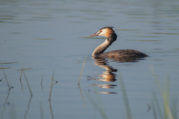 great crested grebe