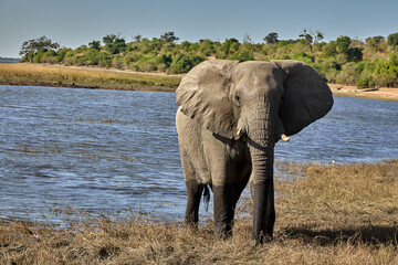 Majestic giants roaming the wilds of Chobe  Witnessing the grace and power of these incredible creatures in their natural habitat is a memory that will last a lifetime