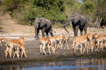 Majestic giants roaming the wilds of Chobe  Witnessing the grace and power of these incredible...