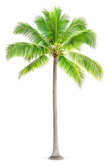 Obraz premium Coconut Palm Tree Isolated on White Background