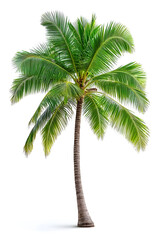 Obraz premium Coconut Palm Tree Isolated on White Background