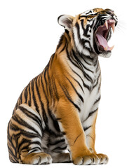 Fototapeta premium Walking tiger isolated on white