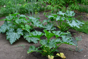 a garden bed with zucchini plants on it close up