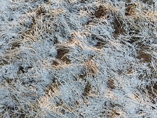 Snow-covered grass in the morning sunshine 