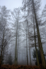 Misty forest landscape