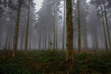 Misty forest landscape
