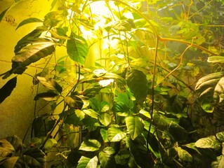 Plants light up in Tokyo, Japan