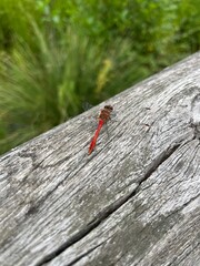 Rote Libelle auf grauem Holz mit grünem Hintergrund