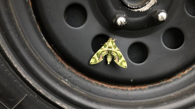 Butterfly clings to the wheel of a car.