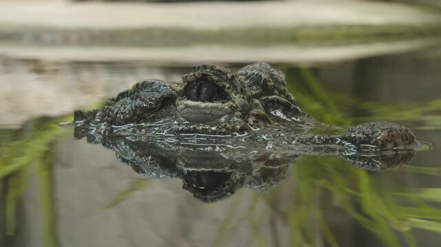 An alligator is currently observing with only its eyes above the water