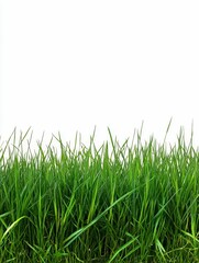 Obraz premium Lush green grass against white background.