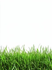 Fototapeta premium Lush green grass against a white background.