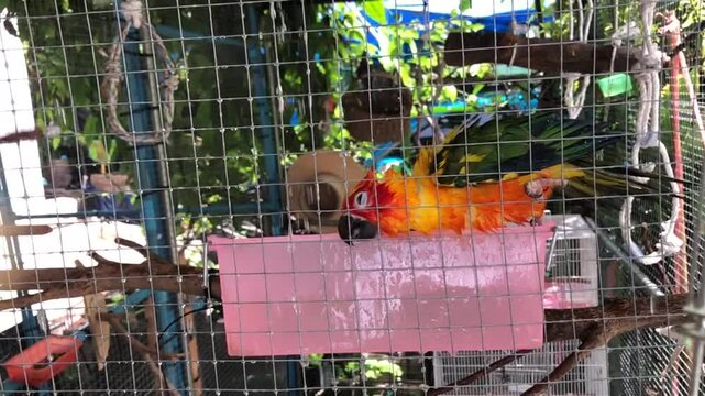 Adorable parrot,Sun conure bird and Green-cheeked conures bird swimming or playing in tha bathtub.Cute parrot.