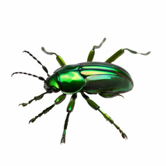 Fototapeta premium Green beetle insect rose chafer (cetonia aurata) isolated on white