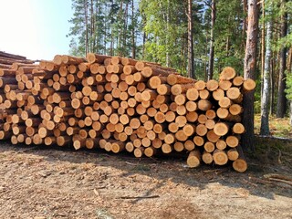 Stacks of freshly cut logs piled along a forest edge. a cut tree in a stack