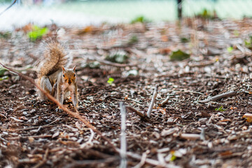 Curious Squirrel in Natural Habitat Foraging for Food Among Fallen Leaves and Twigs in a Leafy Woodland Setting, Capturing the Beauty of Wildlife and Nature