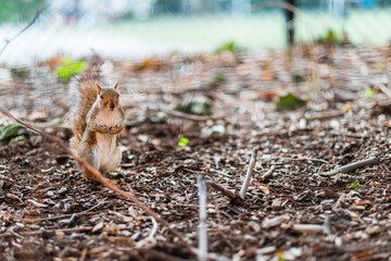 Close-Up of a Curious Squirrel Standing on Forest Floor Covered in Twigs and Leaves, Observing its Surroundings with Alertness and Curiosity in a Natural Outdoor Habitat Setting