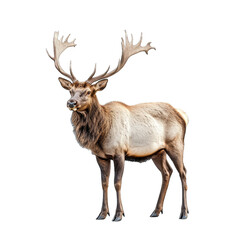 Fototapeta premium Majestic elk standing proudly with antlers on isolated transparent background cutout png
