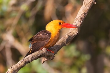 Obraz premium Brown-winged Kingfisher, Pelargopsis amauroptera, Bhitarkanika, Odisha, India