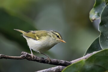 Lemon-rumped Warbler, Pale-rumped warbler, Phylloscopus chloronotus, Sikkim, India