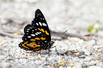 Sephisa chandra, Eastern Courtier, butterfly, Sikkim, India