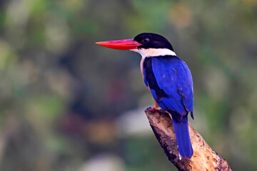 Black-capped Kingfisher, Halcyon pileata, Bhitarkanika, Odisha, India