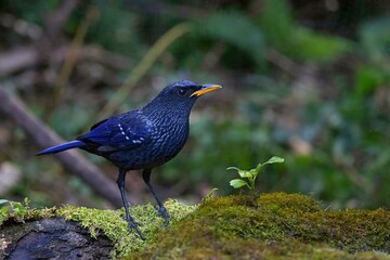 Blue Whistling Thrush, Myophonus caeruleus, Sikkim, India