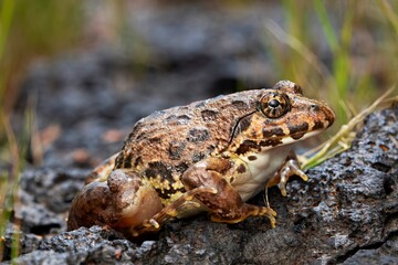 Rice Field Frog, Fejervarya sp., Frog, Amphibian, Satara, Maharashtra, India