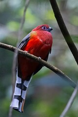Red-headed Trogon, Harpactes erythrocephalus, male, West Bengal, India