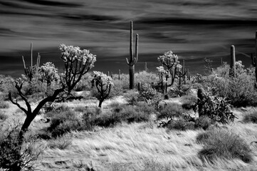 Sonora Desert Arizona in Infrared