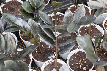 Thai agricultural produce to be exhibited at the fair