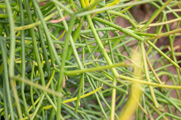 Thai agricultural produce to be exhibited at the fair